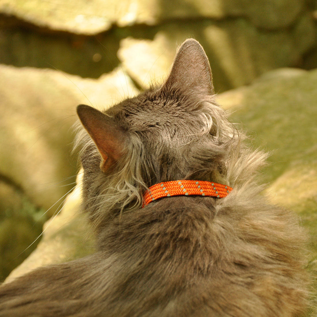 Coastal Pet Products Elastacat Safety Stretch Collar With Reflective Charm  - Feeders Pet Supply