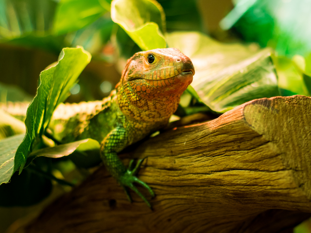 Lizard in terrarium with basking light