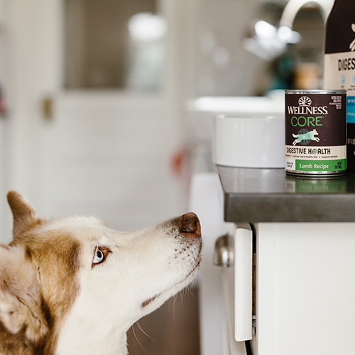 Wellness CORE Digestive Health Grain-Free Lamb Recipe Dog Food